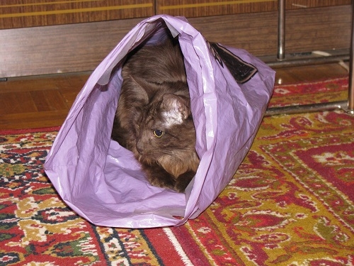 Поговорим о кошках 29