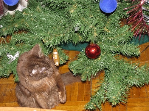 Поговорим о кошках 29