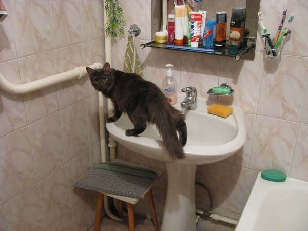 Поговорим о кошках 29