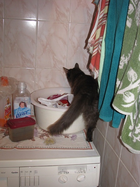 Поговорим о кошках 29