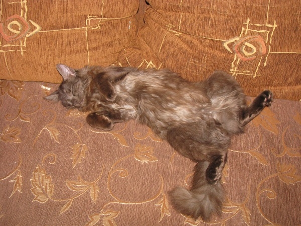 Поговорим о кошках 29