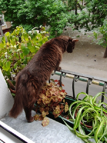 Поговорим о кошках 29