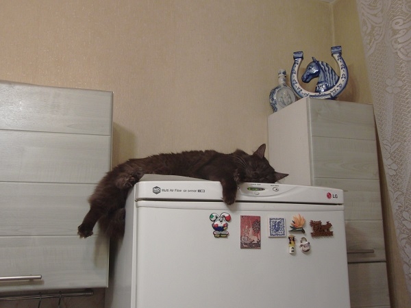 Поговорим о кошках 29