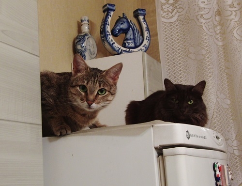 Поговорим о кошках 29