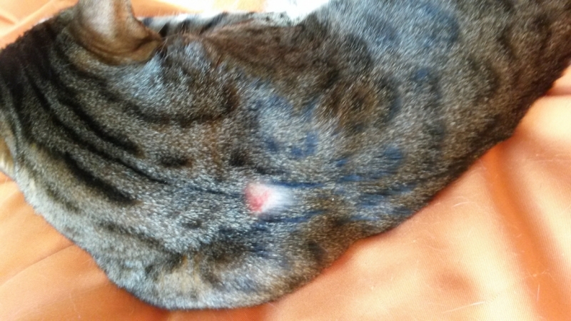 Поговорим о кошках 29