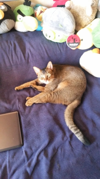 Поговорим о кошках 29