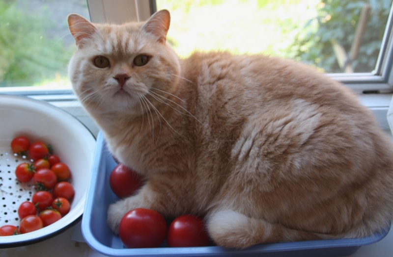 Поговорим о кошках 29