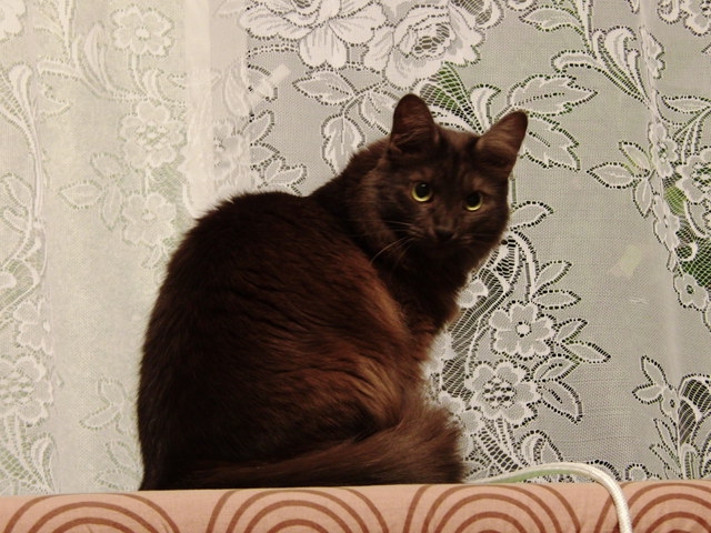 Поговорим о кошках 29