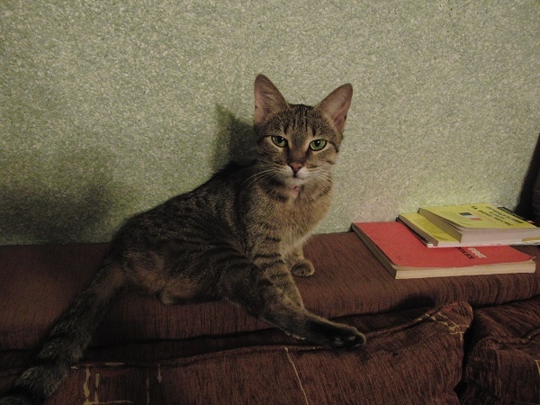 Поговорим о кошках 29