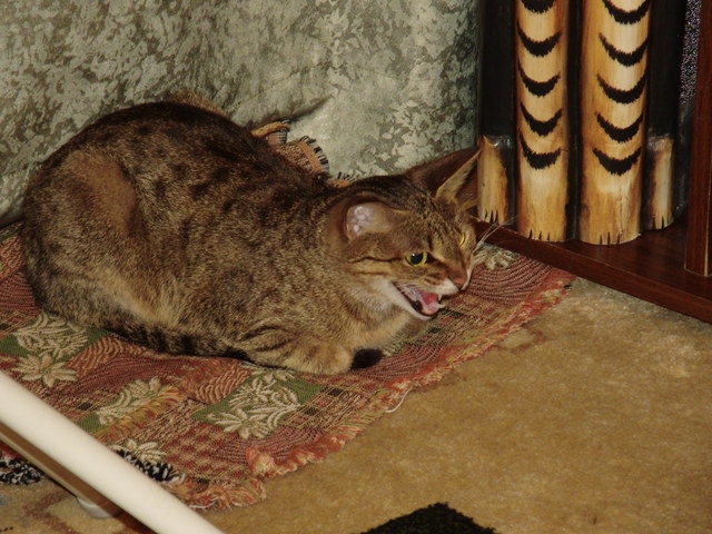 Поговорим о кошках 29