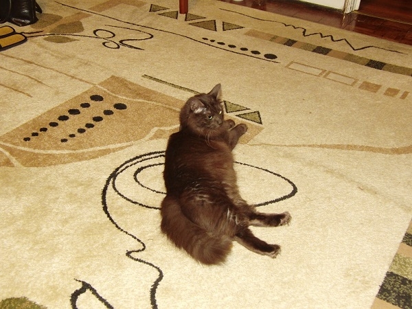 Поговорим о кошках 29