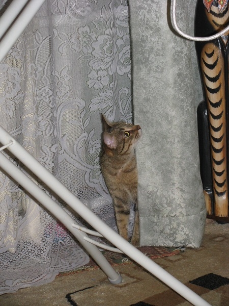 Поговорим о кошках 29