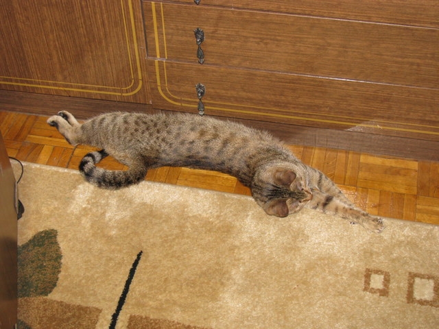 Поговорим о кошках 29