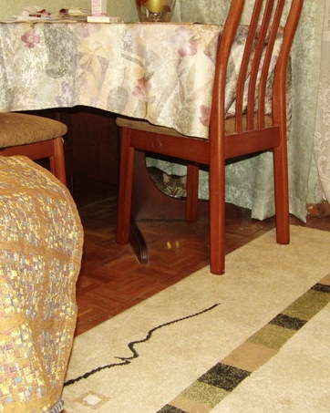 Поговорим о кошках 29