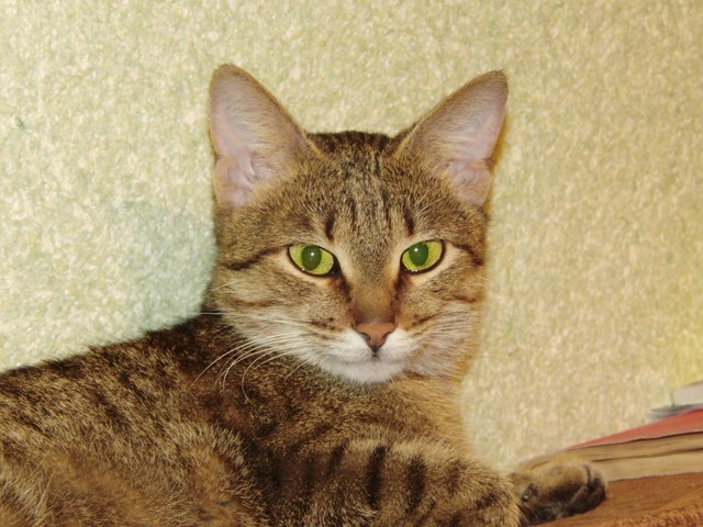 Поговорим о кошках 29