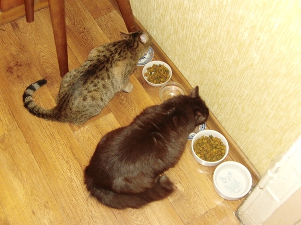 Поговорим о кошках 29