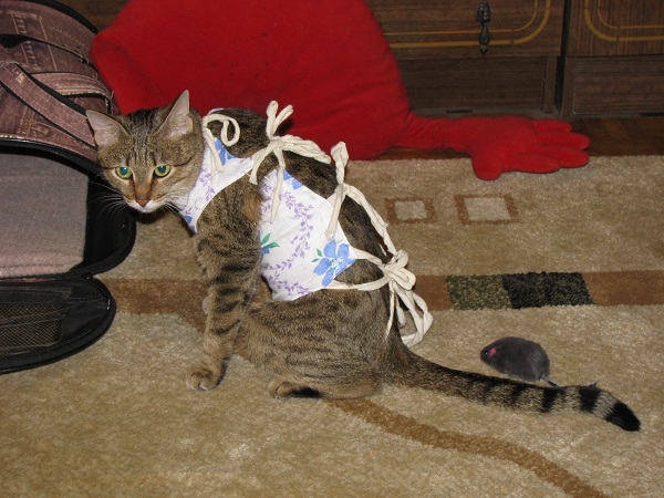 Поговорим о кошках 29