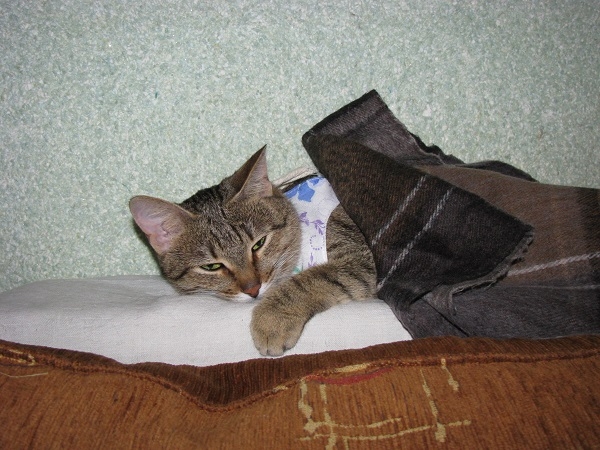 Поговорим о кошках 29