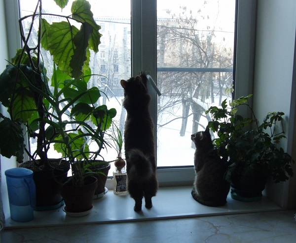 Поговорим о кошках 29