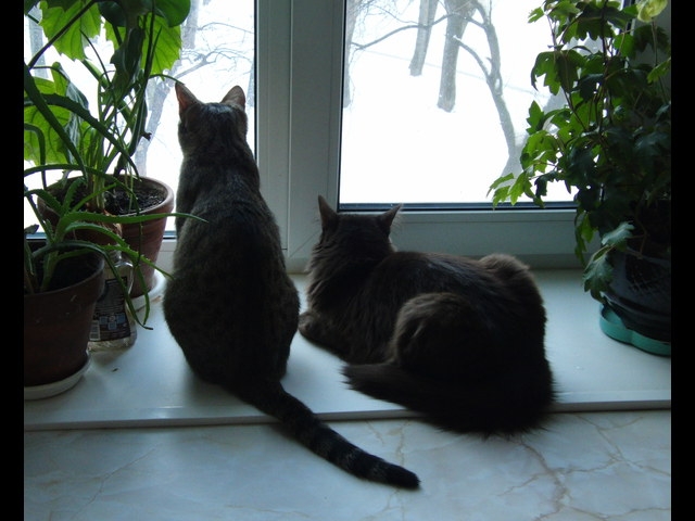 Поговорим о кошках 29