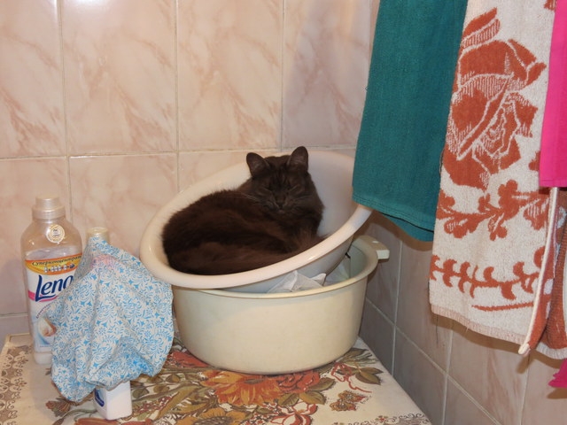 Поговорим о кошках 29