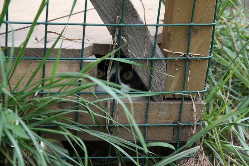 Поговорим о кошках 29