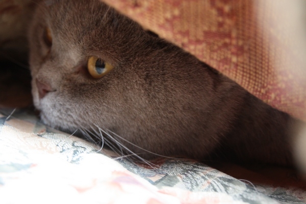 Поговорим о кошках 29