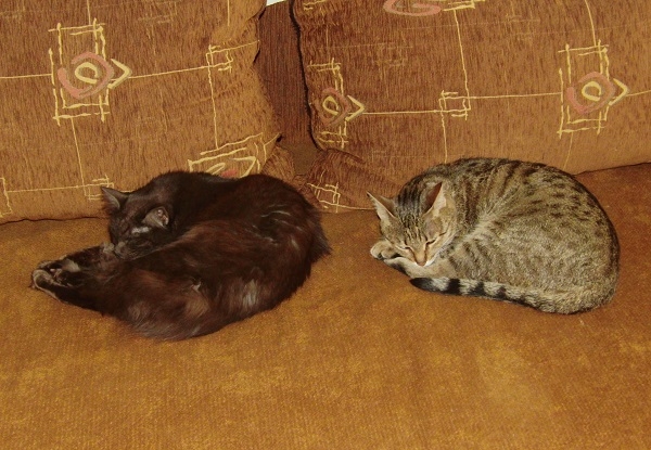 Поговорим о кошках 29