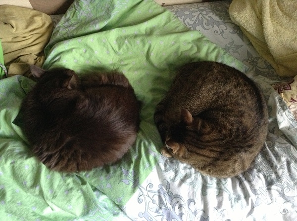 Поговорим о кошках 29