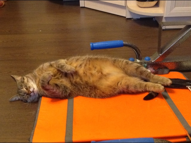 Поговорим о кошках 29