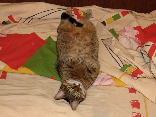 Поговорим о кошках 29