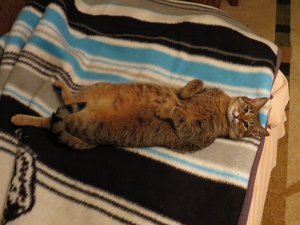 Поговорим о кошках 29