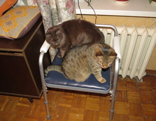 Поговорим о кошках 29