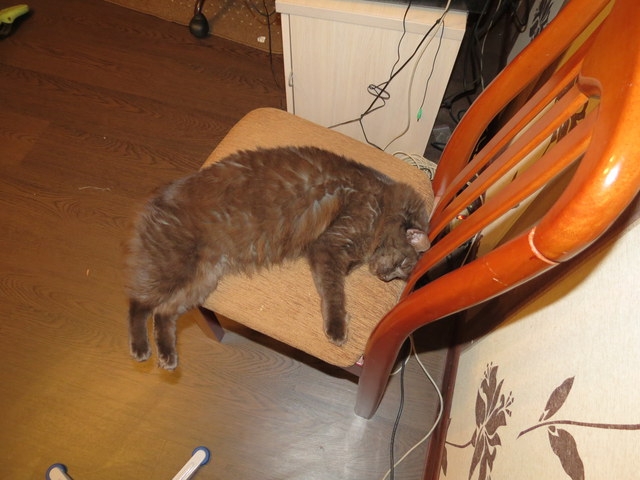 Поговорим о кошках 29