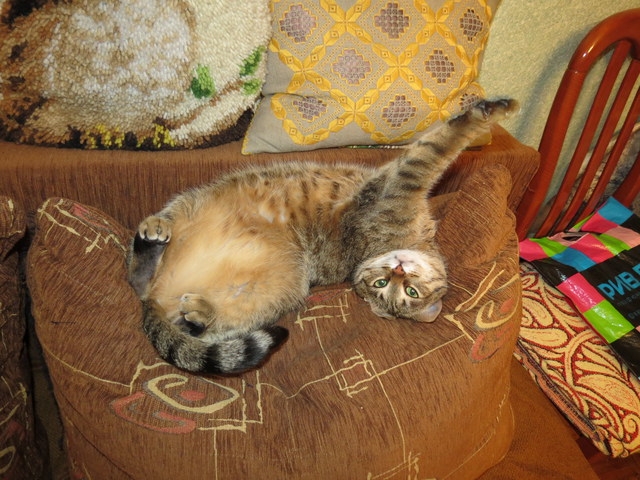 Поговорим о кошках 29