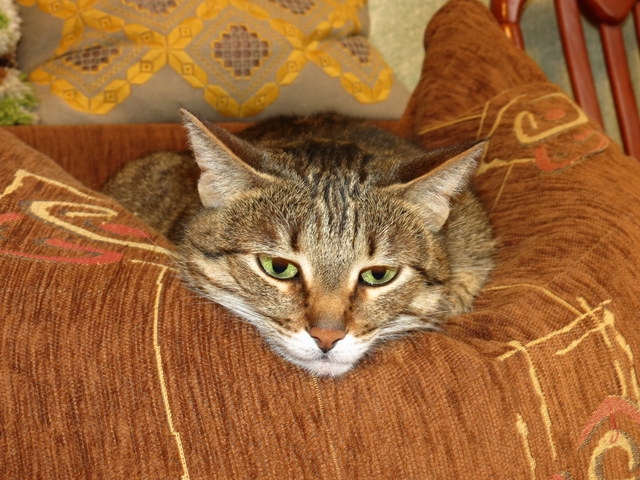 Поговорим о кошках 29