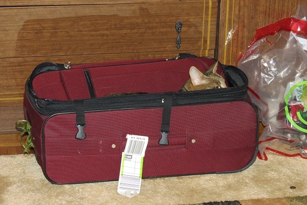 Поговорим о кошках 29