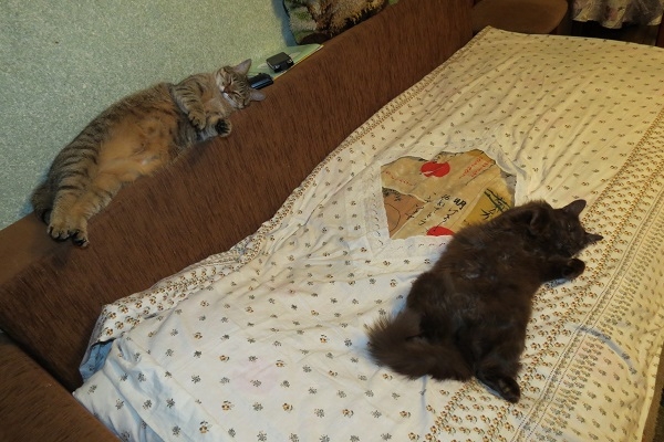 Поговорим о кошках 29