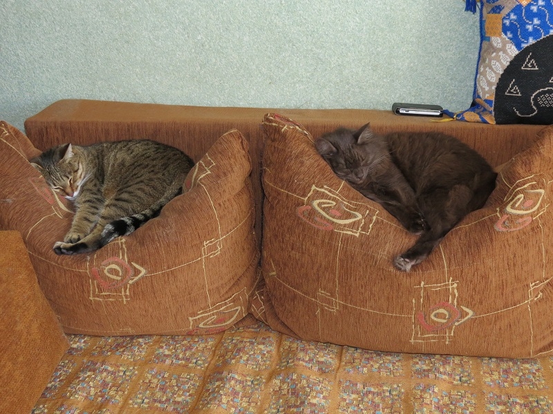 Поговорим о кошках 29