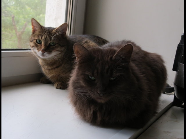 Поговорим о кошках 29