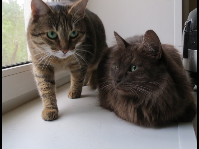 Поговорим о кошках 29