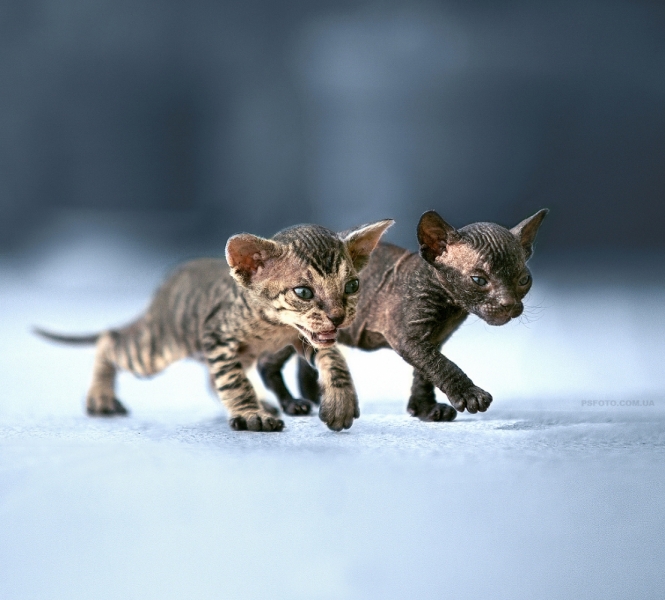 Поговорим о кошках 29