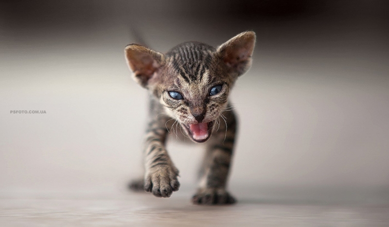 Поговорим о кошках 29