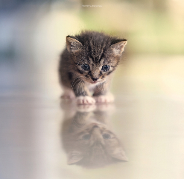 Поговорим о кошках 29