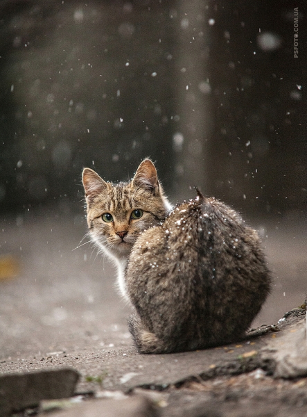 Поговорим о кошках 29