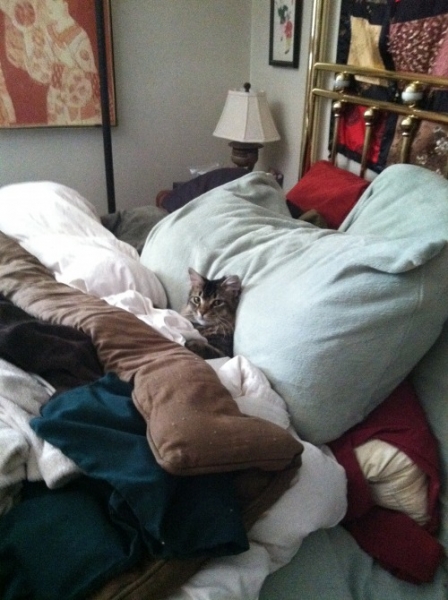 Поговорим о кошках 29