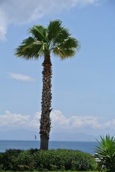 Галопом по западному побережью Турции: Стамбул-Бодрум-Дидим-Кушадасы-Бергама-Измир-Стамбул