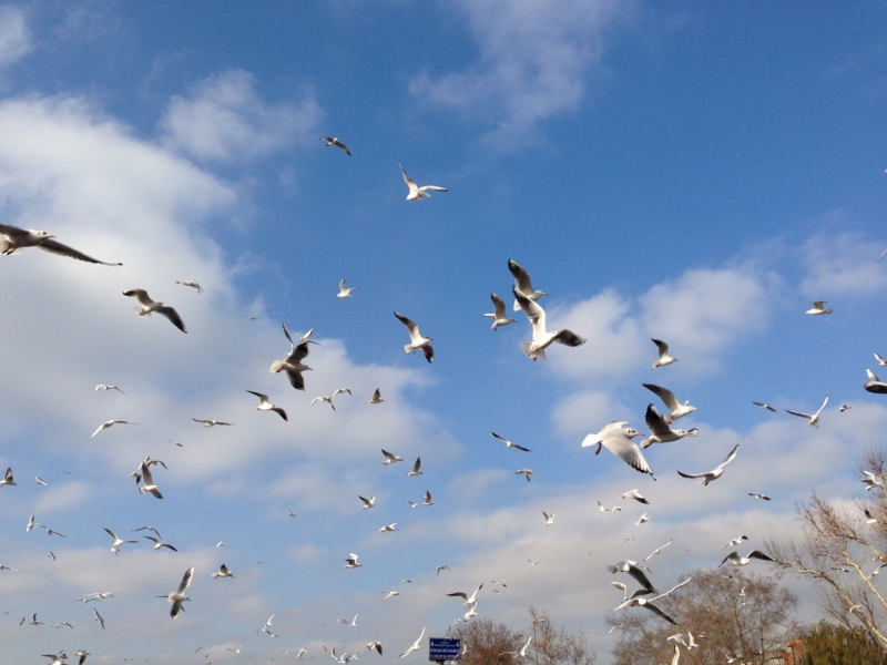 Новый год на Истикляль (4 дня в Стамбуле)