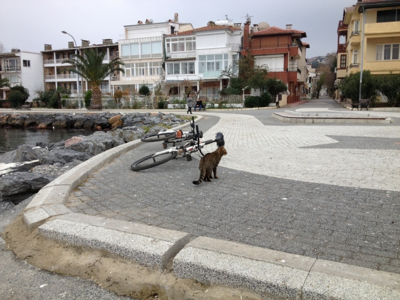 Новый год на Истикляль (4 дня в Стамбуле)