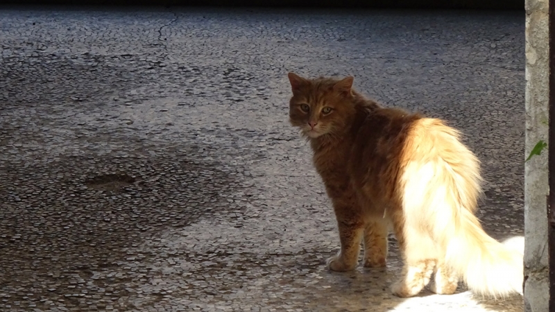 Поговорим о кошках 29